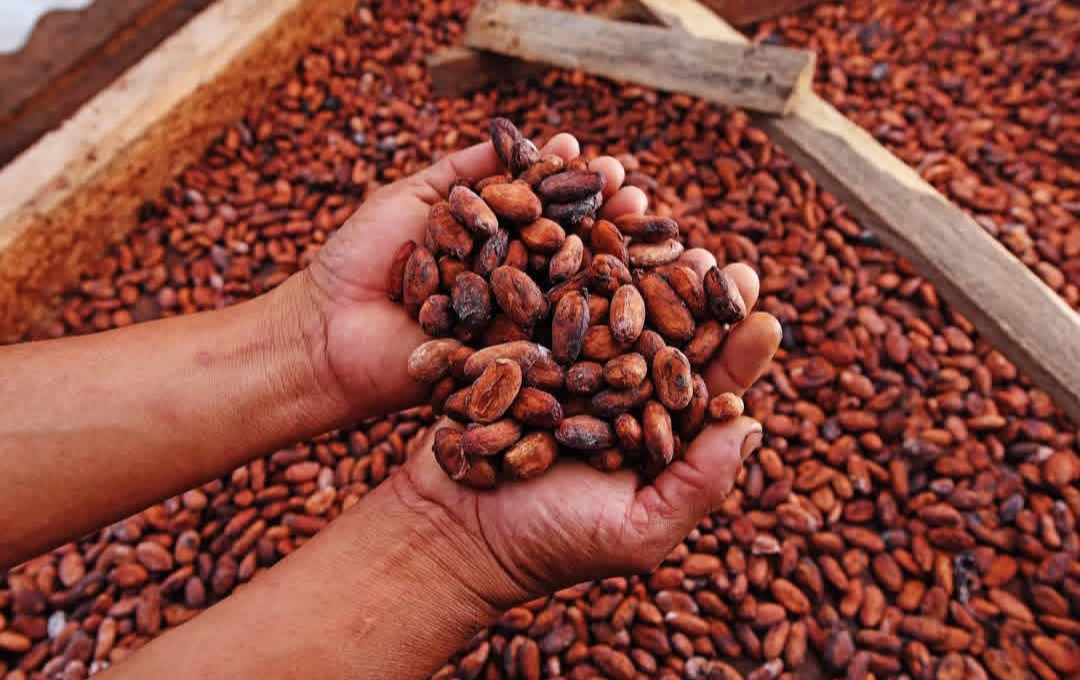 Granos de cacao CCN-51 Tipo 1, seleccionados y uniformes