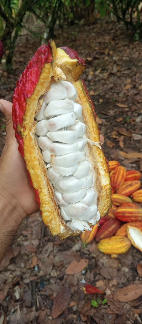 Granos de cacao CCN-51 Tipo 2, mezclado con cacao negro