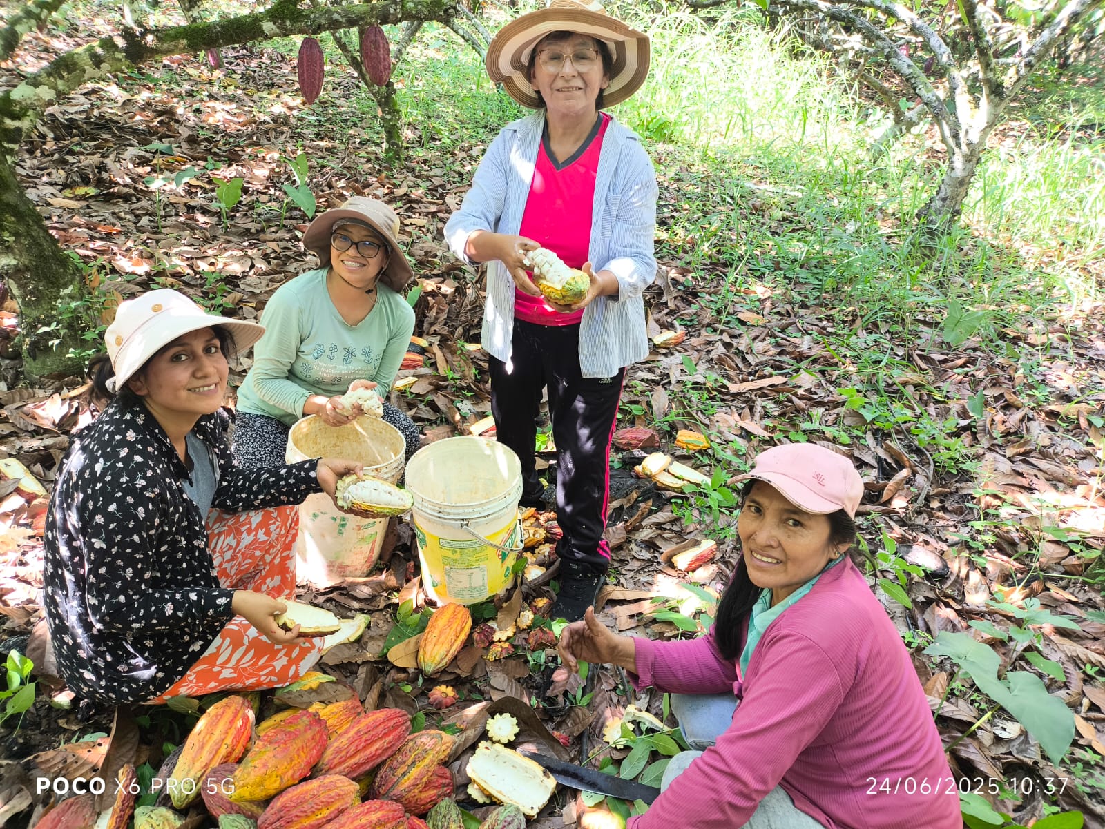 Socios de la cooperativa trabajando con cacao en Campanilla