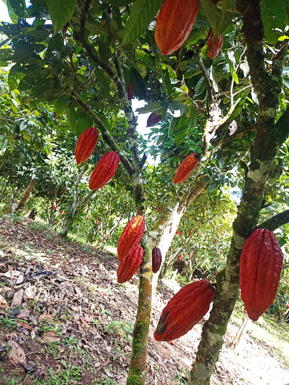 Planta de cacao en cultivo